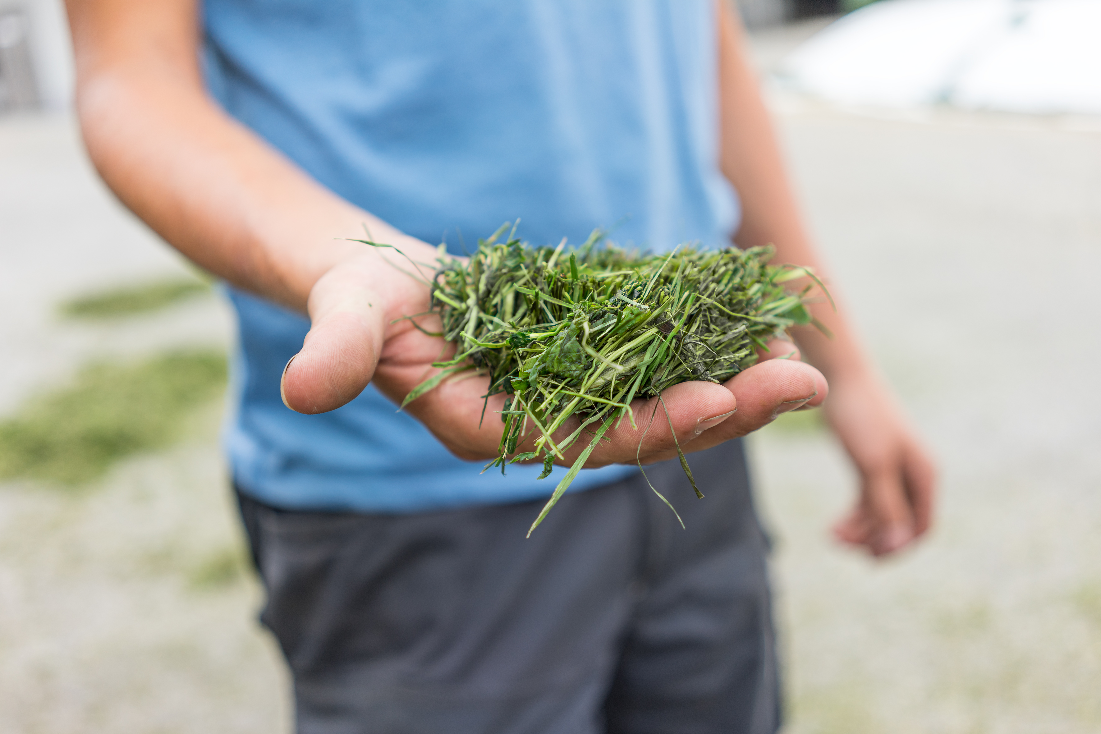 Une coupe courte pour un ensilage de qualité