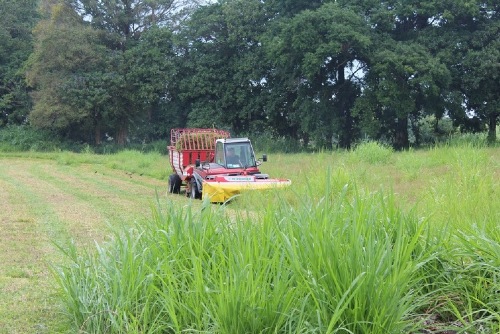 PÖTTINGER all over the world: forage harvesting in Costa Rica