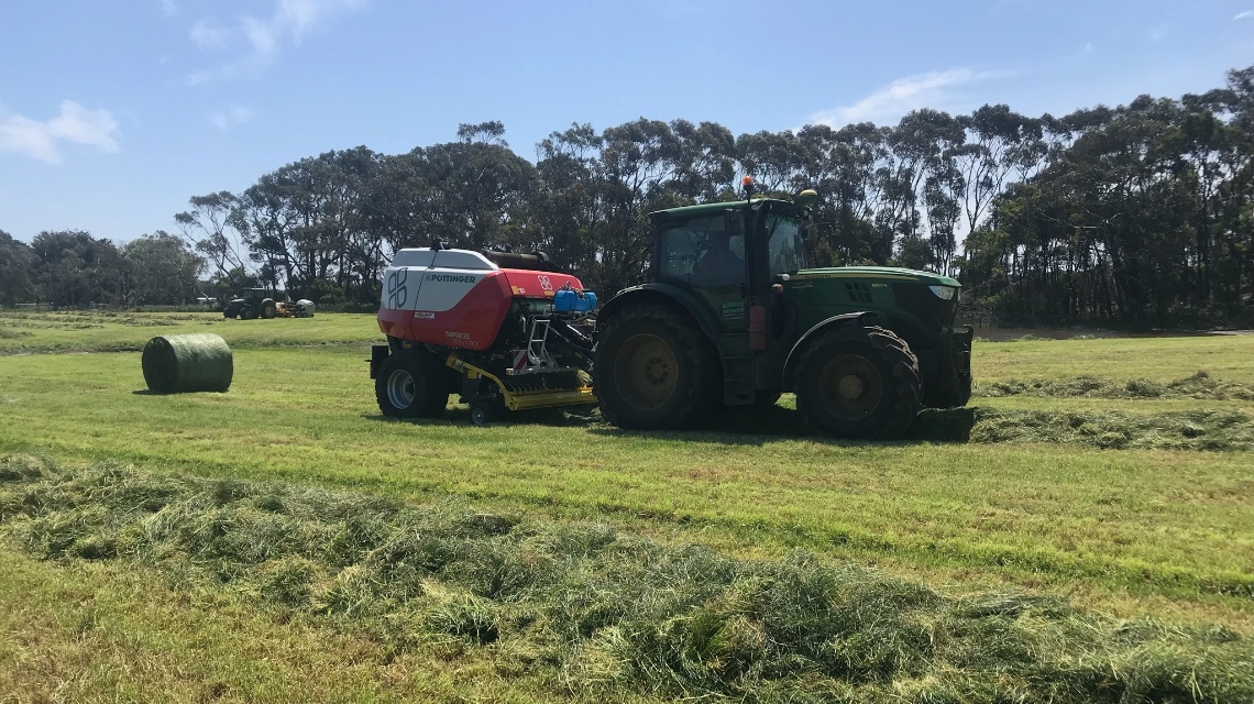 Best forage on a dairy farm in Australia