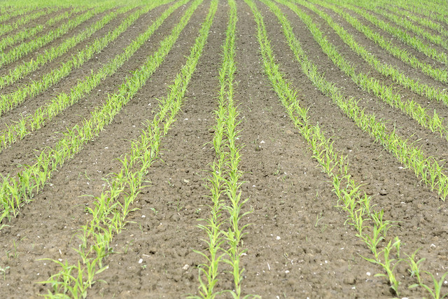 DUPLEX SEED DUPLEX SEED