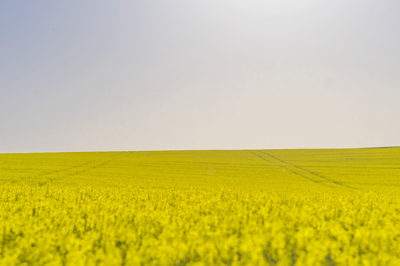 Germinazione ottimale