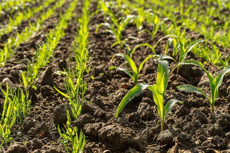 PRECISION COMBI SEEDING