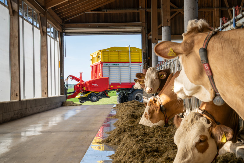 The best forage
