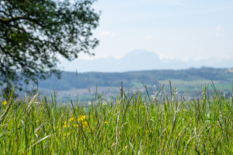 Das Potential Ihres Pflanzenbestandes