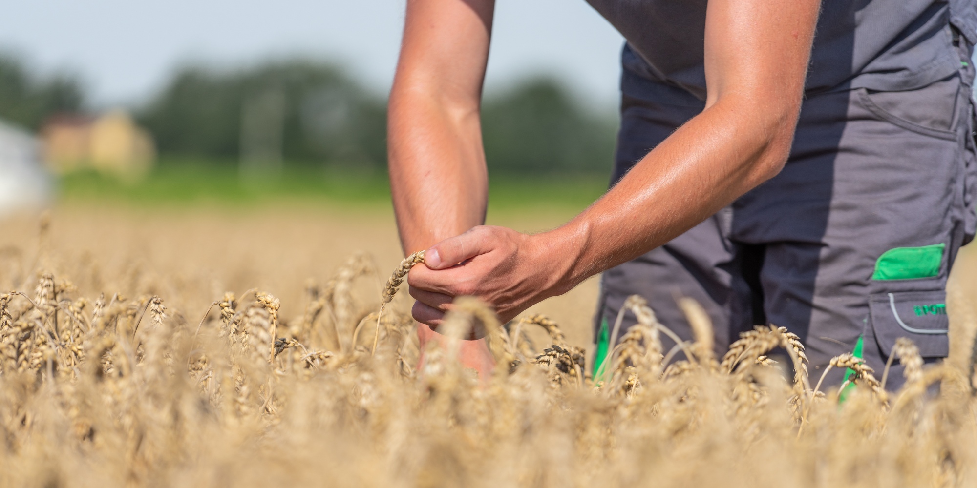 З Днем працівників сільського господарства!